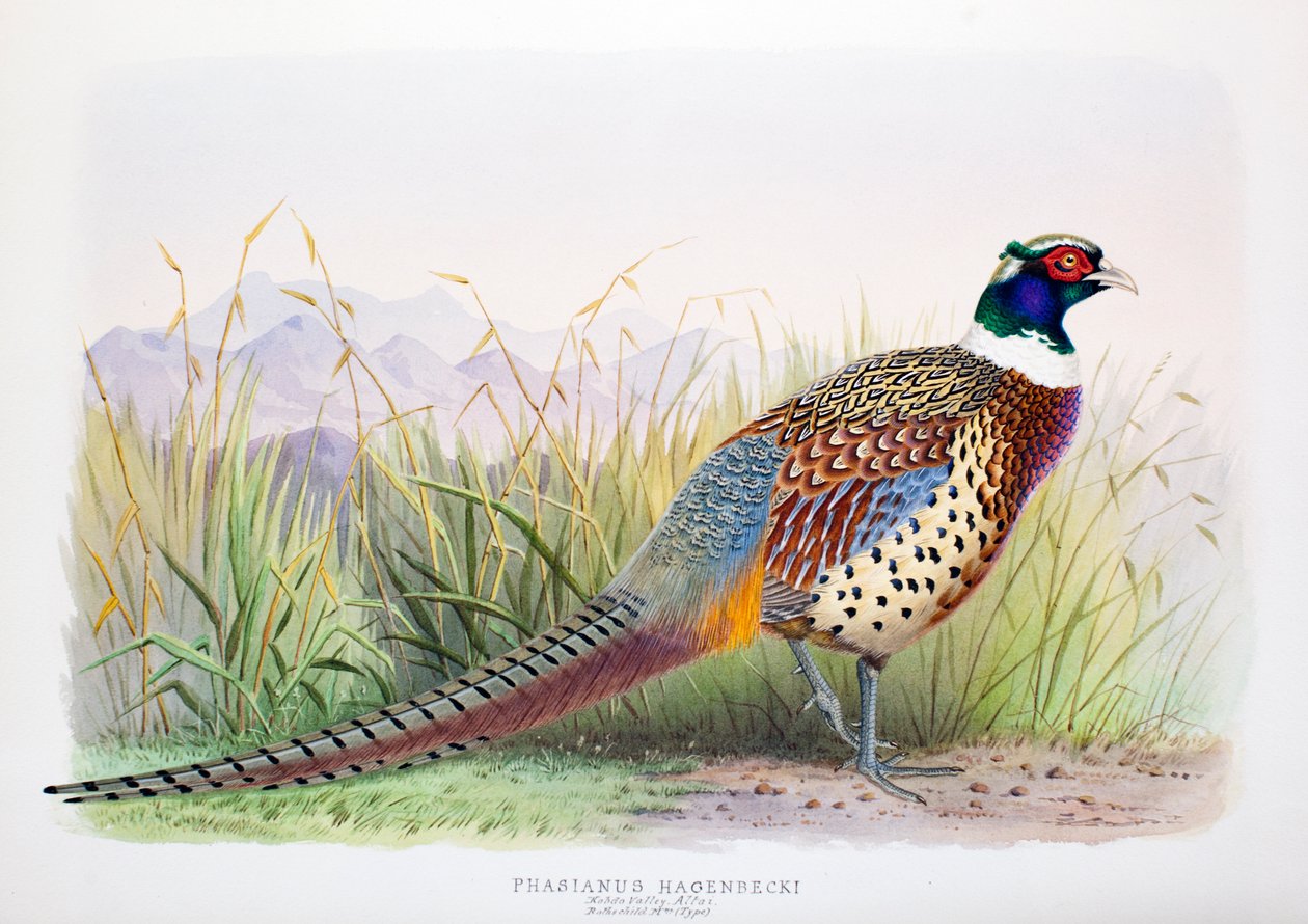 Phasianus hagenbecki, 1906-7 alkotó: Henry Jones