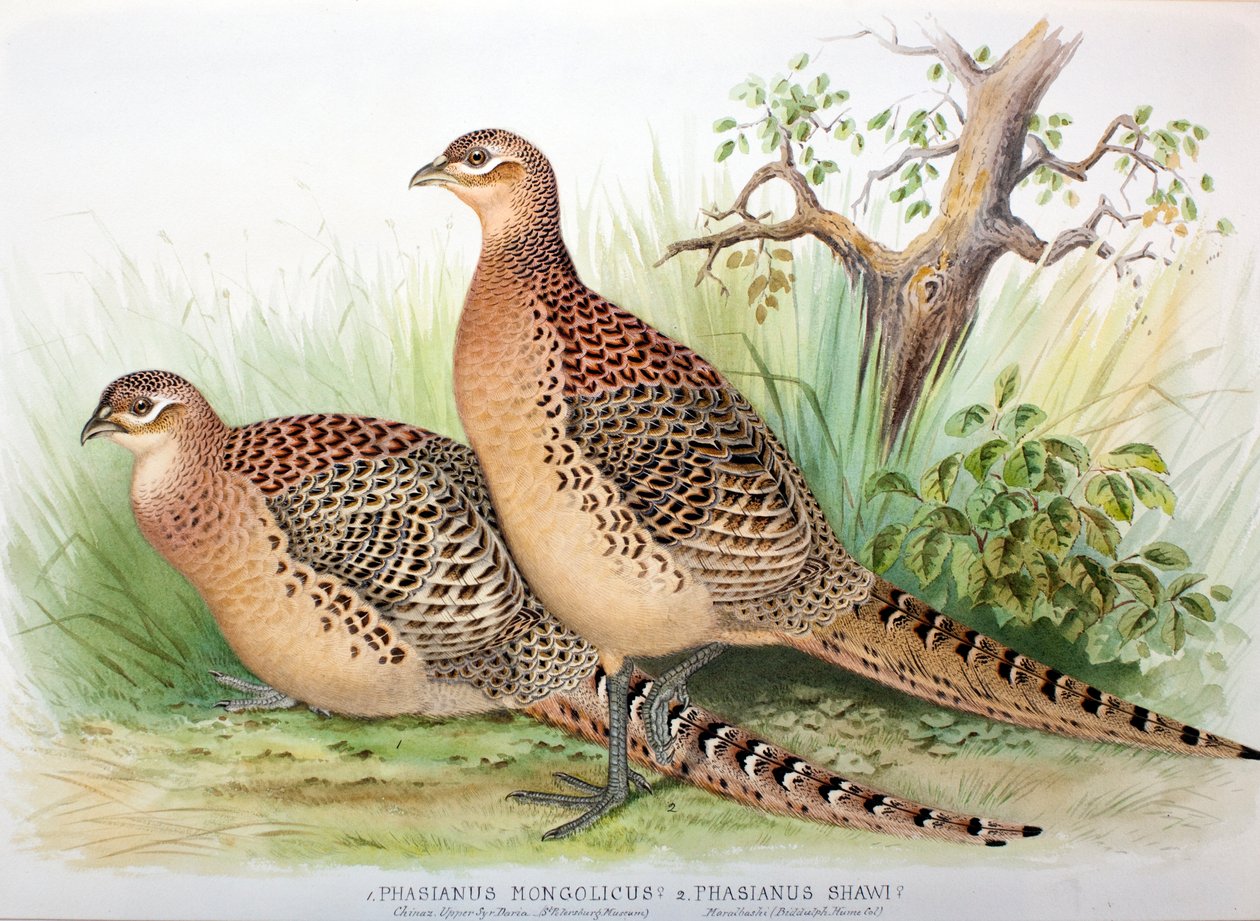Phasianus mongolicus és Phasianus shawi, 1906-7 alkotó: Henry Jones