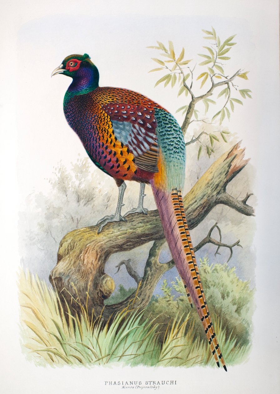 Phasianus strauchi, 1906-7 alkotó: Henry Jones