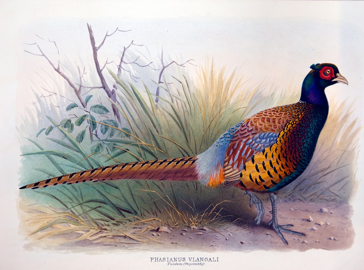 Phasianus vlangali, 1896-1921 körül alkotó: Henry Jones