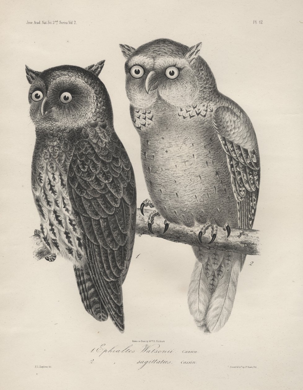 1. Ephialtes Watsonii, 2. (Ephialtes) Sagittatus, litho by J.T. Bowen, 1850 alkotó: Henry Louis Stephens