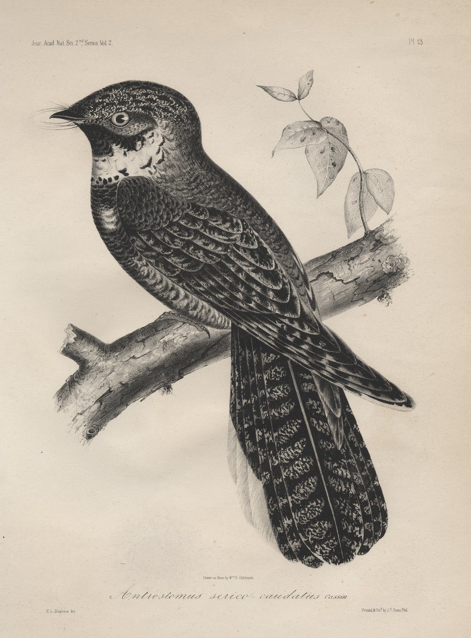 Antrostomus Serico-Caudatus, J.T. Bowen litográfiája, 1850 litográfia alkotó: Henry Louis Stephens
