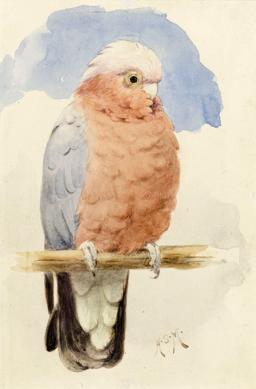 Rózsamell kakadu, 1890 körül alkotó: Henry Stacey Marks