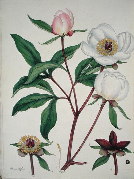 Paeonia Albiflora, a "The Botanist