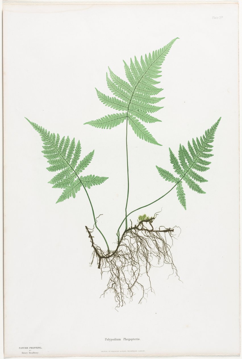 Nagy-Britannia és Írország páfrányai: Polypodium Phegopteris alkotó: Henry Bradbury