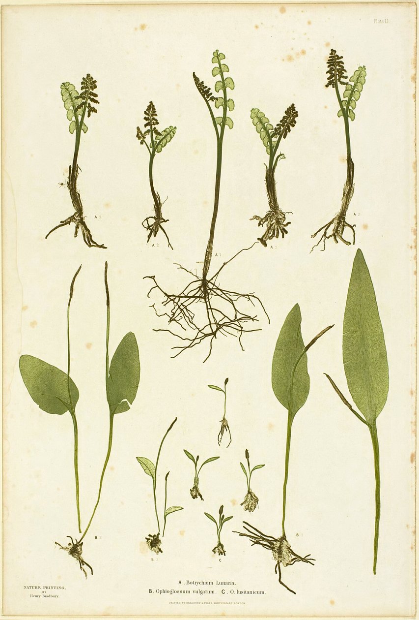 A Holdfű és a Páfránynyelv páfrányok természetrajza, 51. tábla a The Ferns of Great Britain and Ireland (Nagy-Britannia és Írország páfrányai) című kötetből. alkotó: Henry Bradbury
