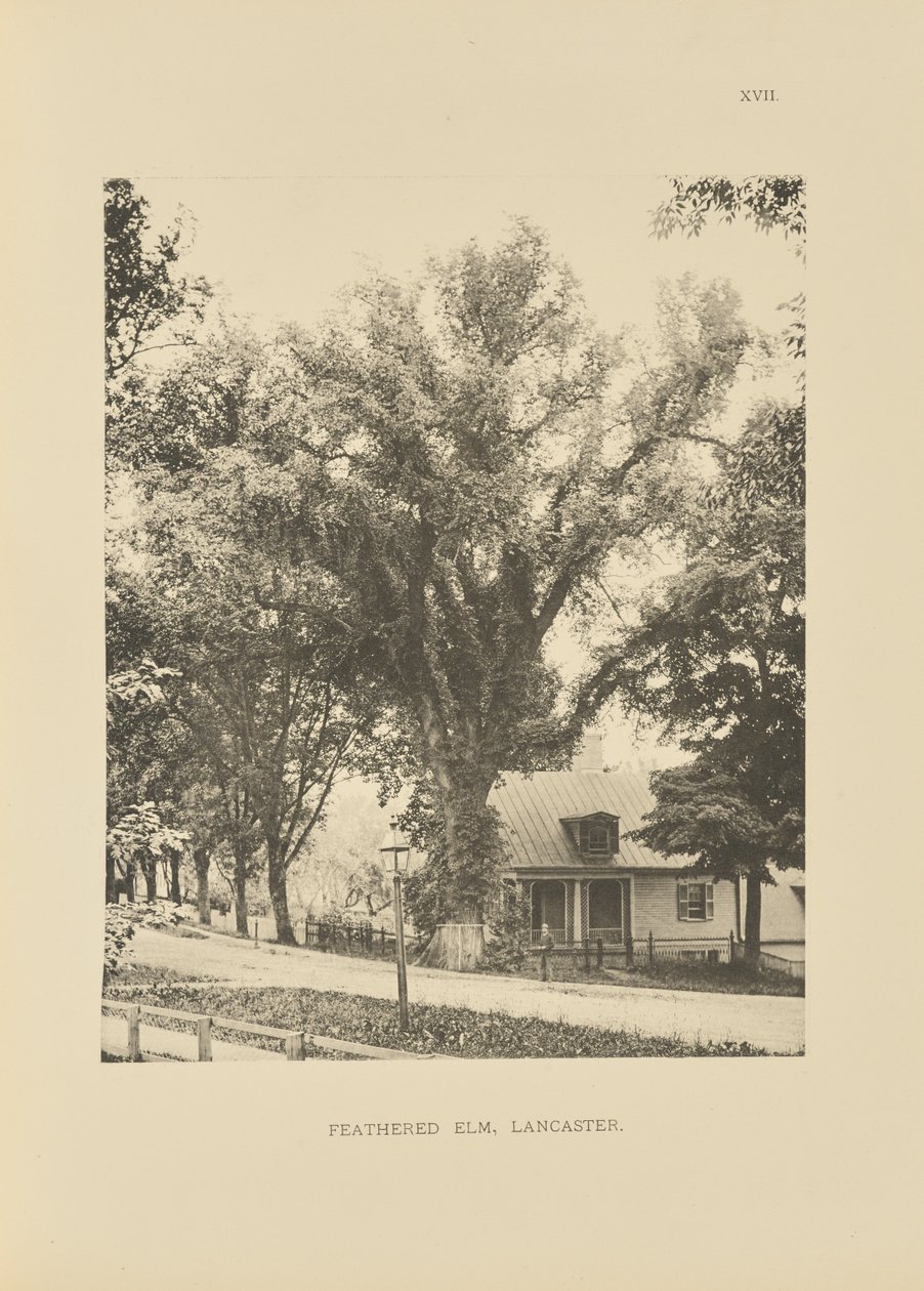 Feathered Elm, Lancaster alkotó: Henry Brooks