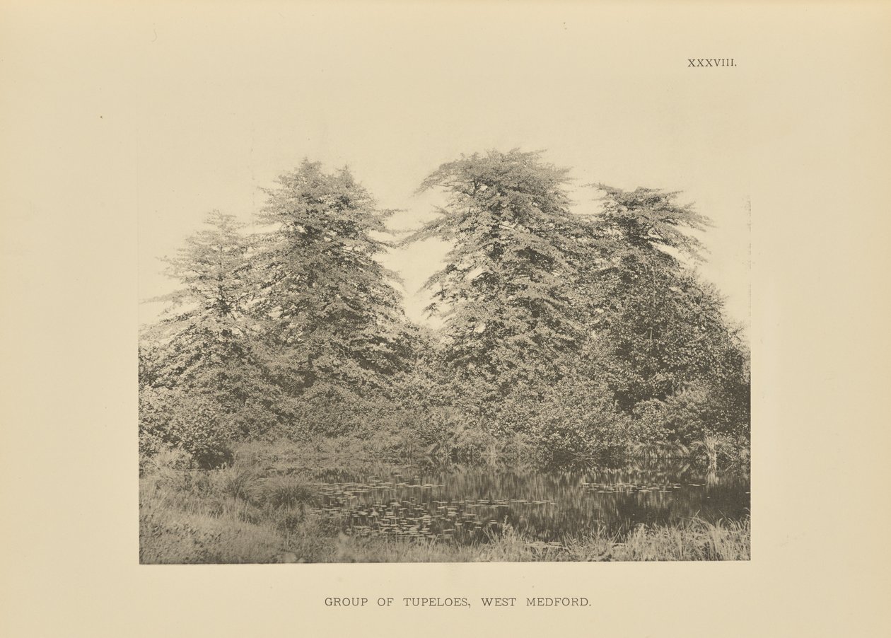 Tupelók csoportja, West Medford alkotó: Henry Brooks