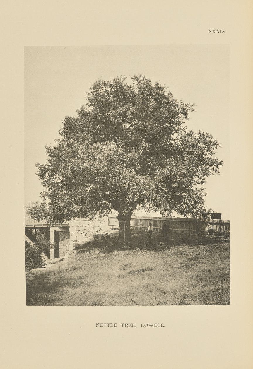 Nettle Tree, Lowell alkotó: Henry Brooks