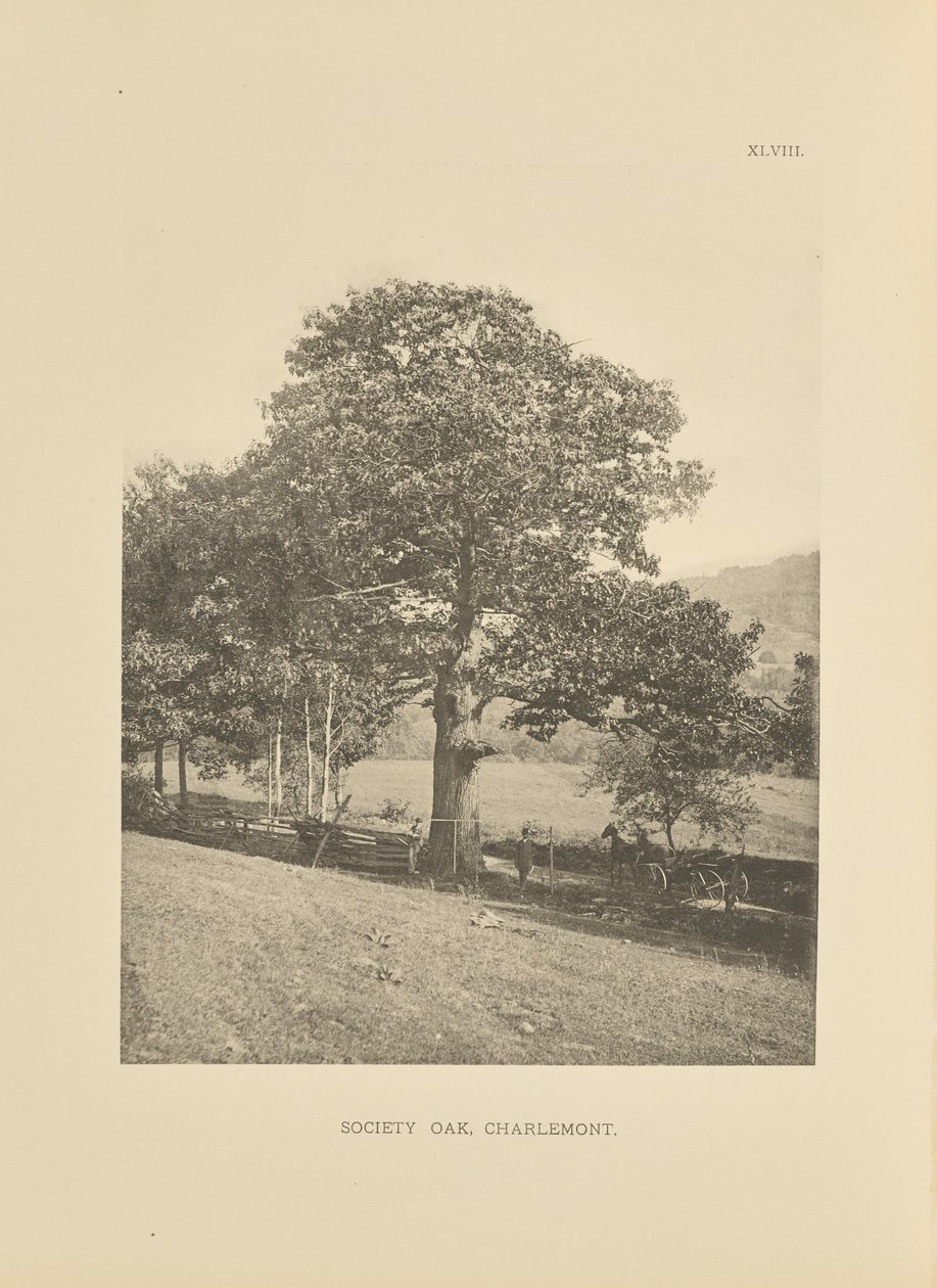 Society Oak, Charlemont alkotó: Henry Brooks
