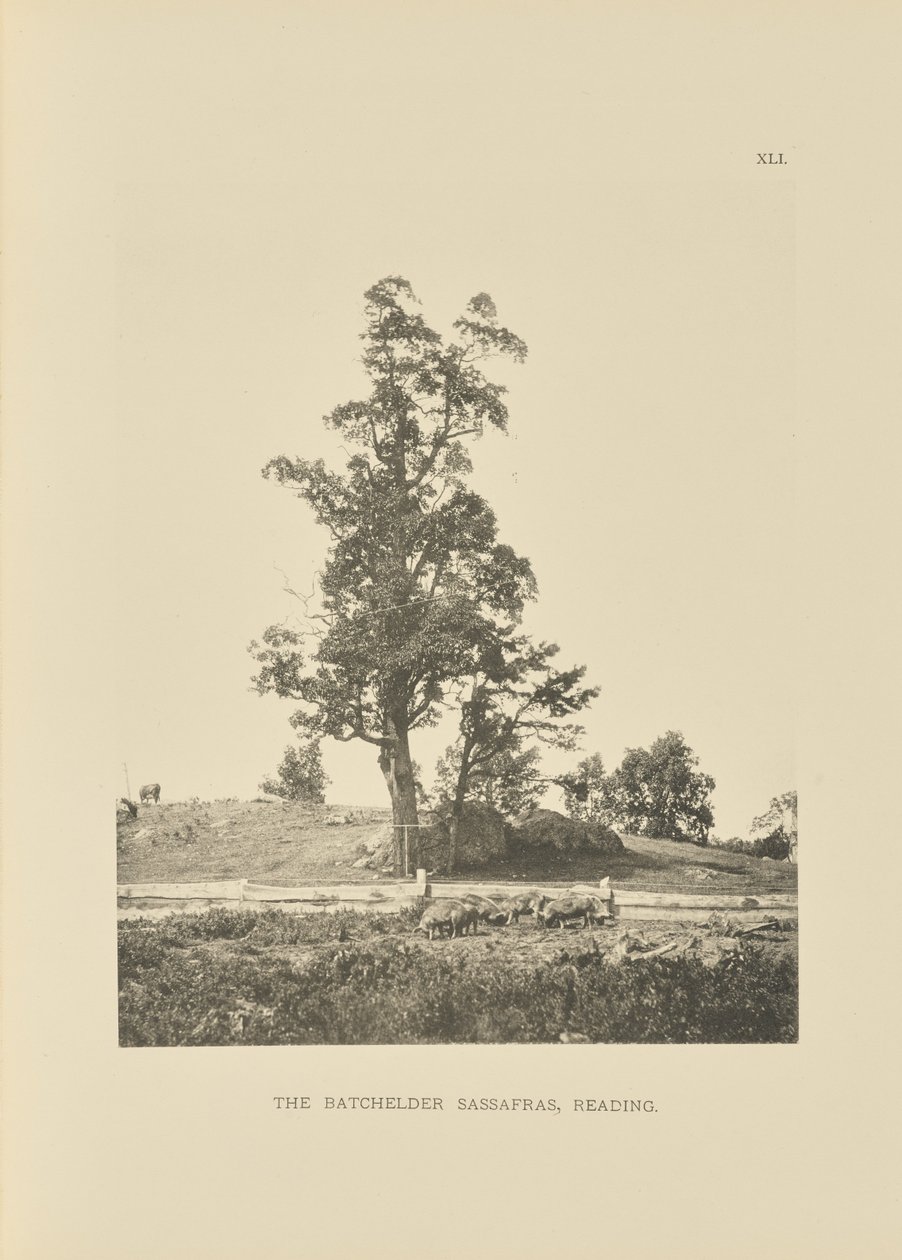The Batchelder Sassafras, Reading alkotó: Henry Brooks