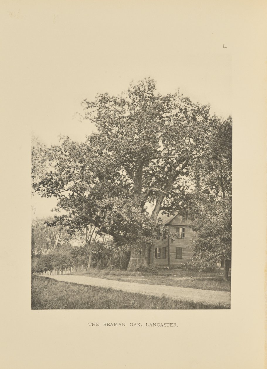 The Beaman Oak, Lancaster alkotó: Henry Brooks