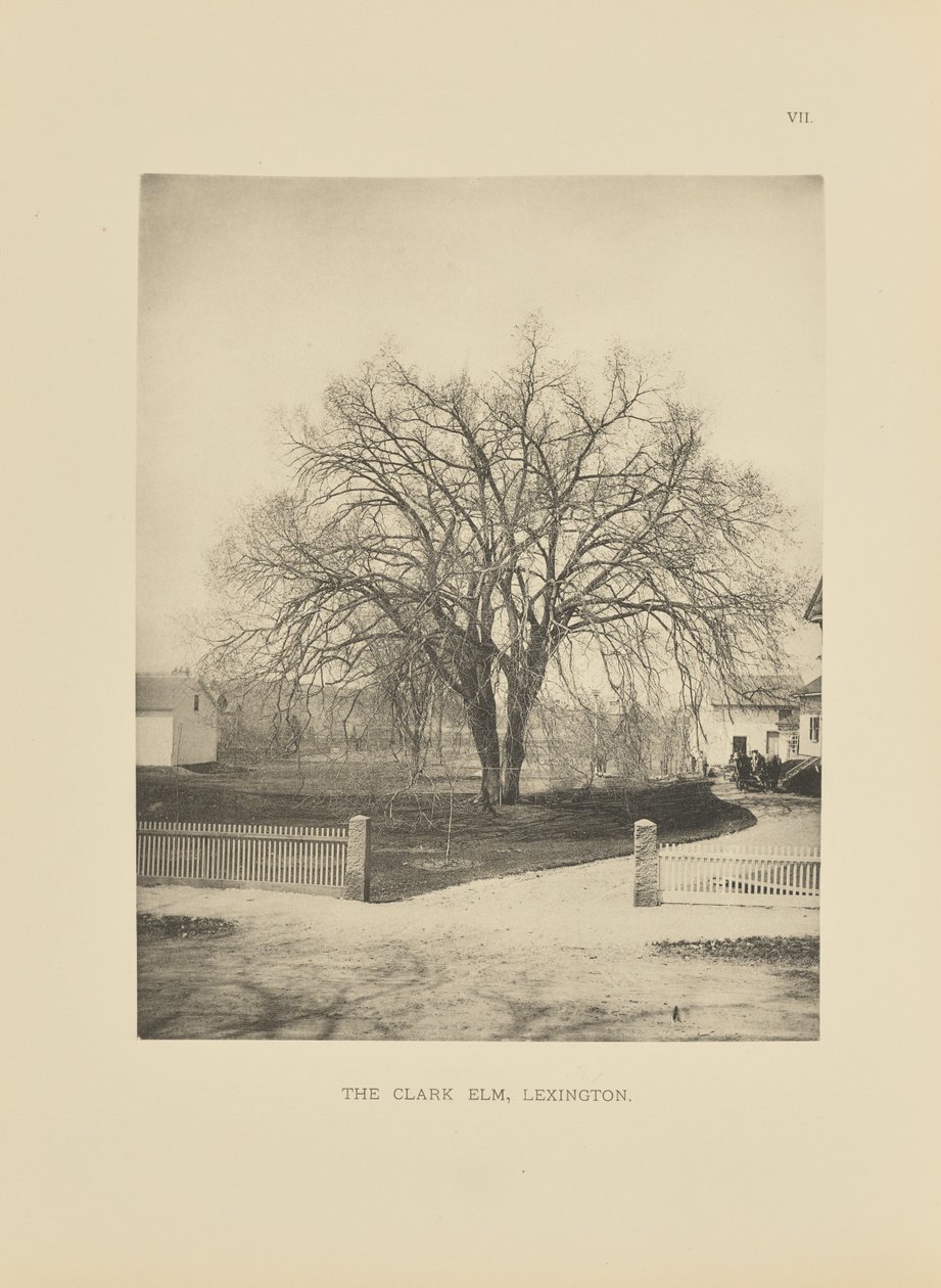 The Clark Elm, Lexington alkotó: Henry Brooks