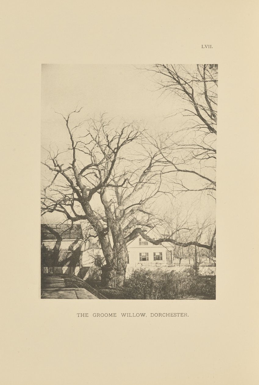 The Groome Willow, Dorchester alkotó: Henry Brooks