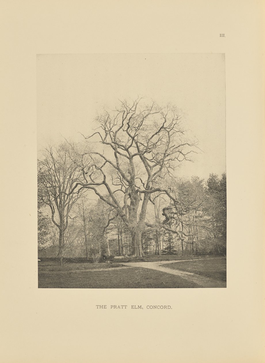 The Pratt Elm, Concord alkotó: Henry Brooks