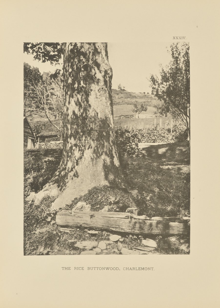 The Rice Buttonwood, Charlemont alkotó: Henry Brooks