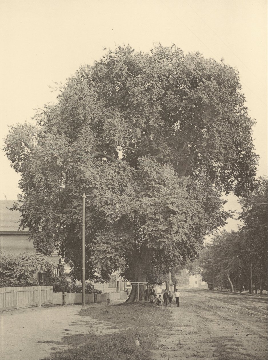 A Whittemore Elm, Arlington alkotó: Henry Brooks