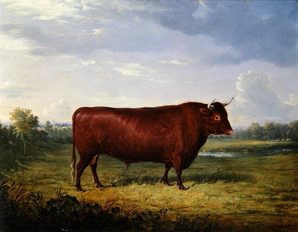 Egy barna bika portréja alkotó: Henry Calvert