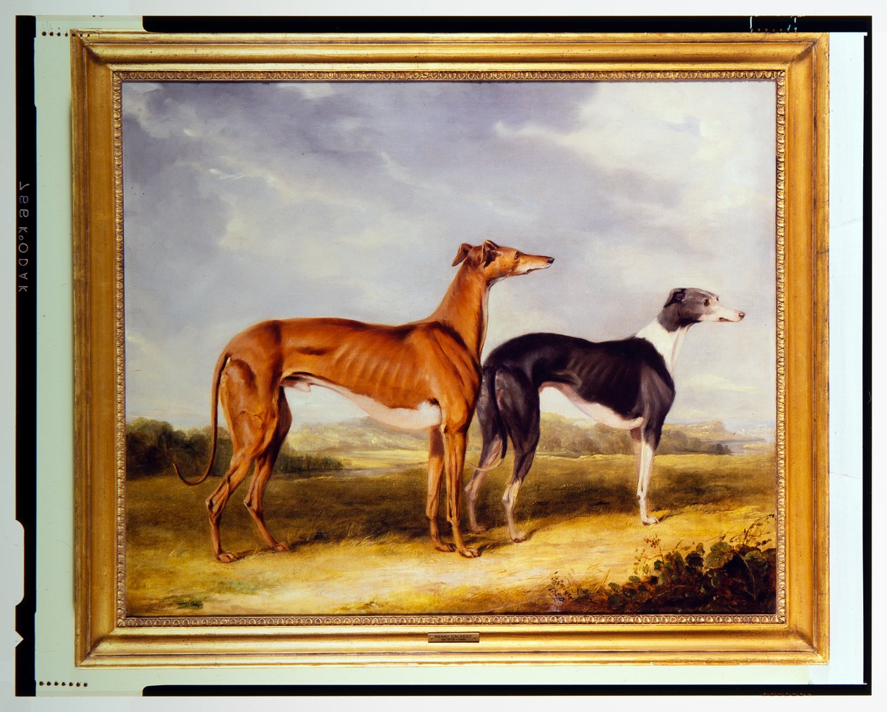 Két agár, a Booth Hall-i Dr. Edmund Taylor tulajdona. alkotó: Henry Calvert