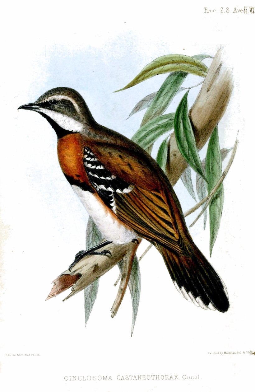 CinclosomaCastaneothoraxRichter alkotó: Henry Constantine Richter