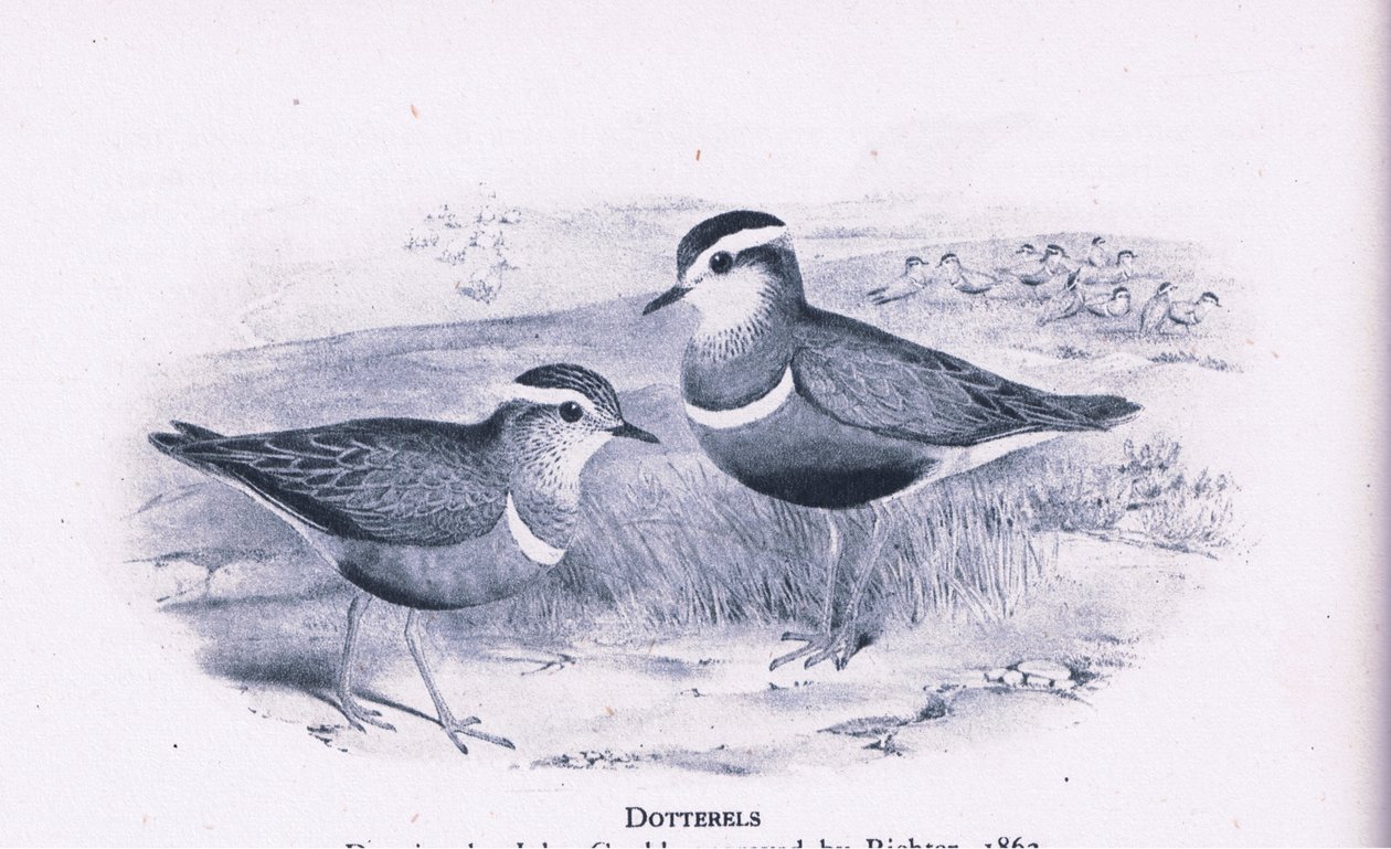 Dotterells, Nature in Britain, Collins, 1946 alkotó: Henry Constantine Richter