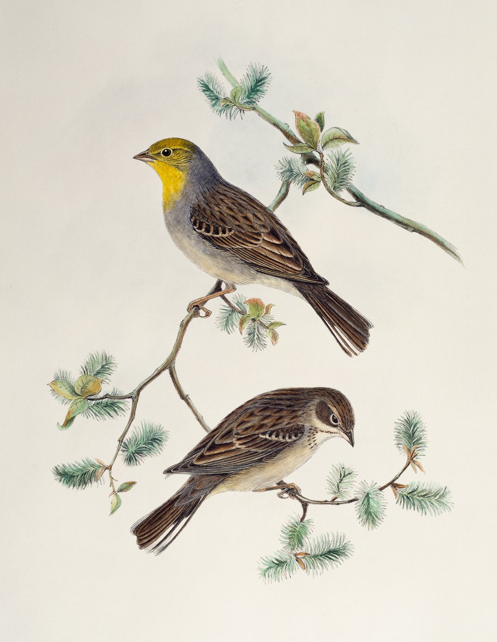 Emberiza cinerea, az Ázsia madaraiból alkotó: Henry Constantine Richter