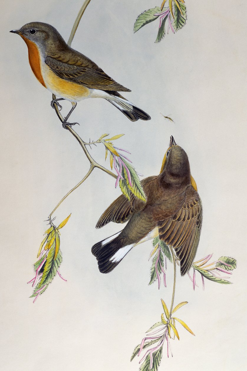 Vörösmellű légykapó (Ficedula parva), a Birds of Great Britain alkotó: Henry Constantine Richter