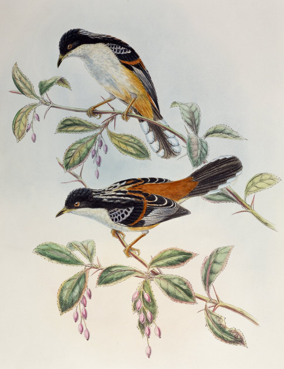 Rufos-backed Sibia (Heterophasia annectans), az Ázsia madaraiból alkotó: Henry Constantine Richter