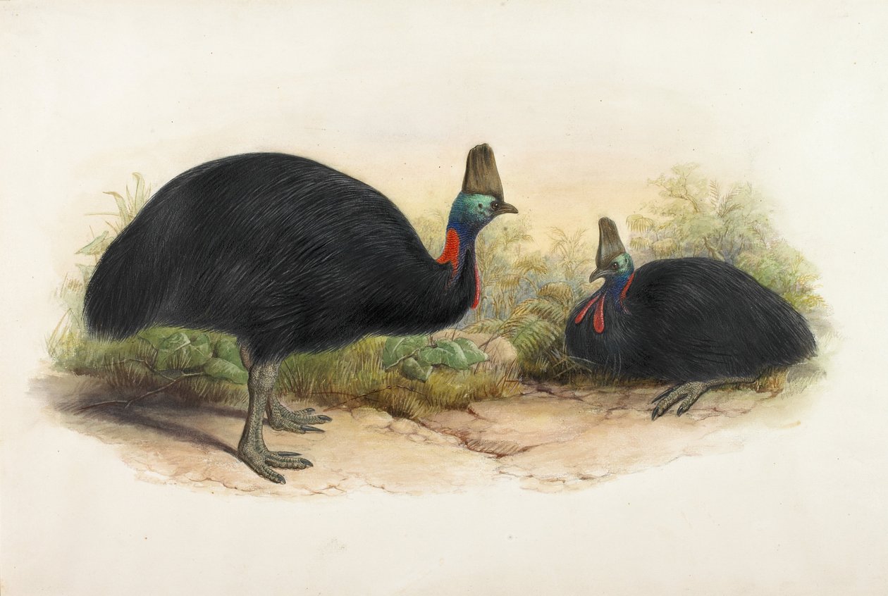 Déli kazuár, Casuarius casuarius alkotó: Henry Constantine Richter