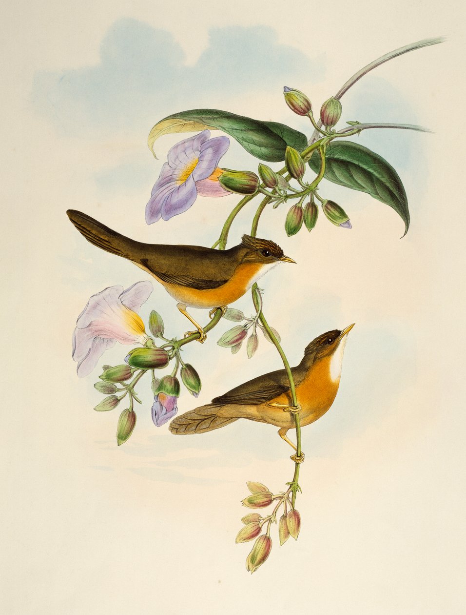 Fekete-hasú dongó (Dumetia hyperythra), litográfia a Birds of Asia című kiadványból alkotó: Henry Constantine Richter