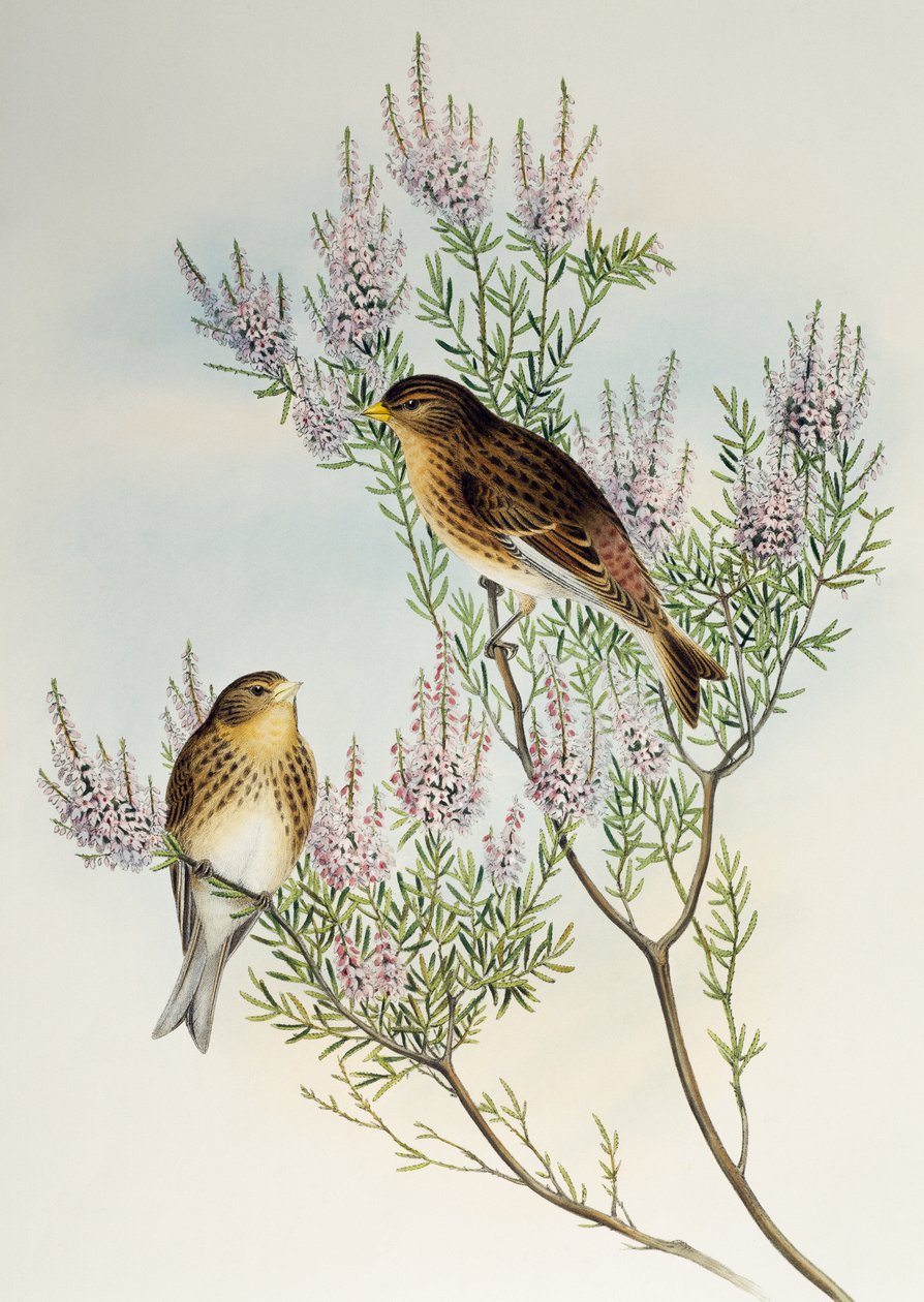 Twite (Carduelis flavirostris), a Birds of Great Britain alkotó: Henry Constantine Richter