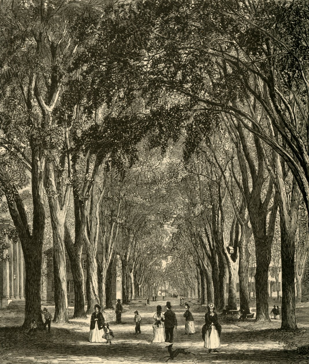 "The New-Haven Elms", 1874. alkotó: Henry Duff Linton