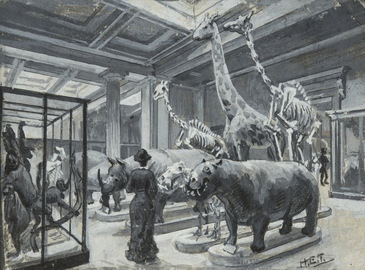 A British Museum belső képe, amely az állatokat bemutató galériát mutatja be, 1880 körül alkotó: Henry Edward Tidmarsh
