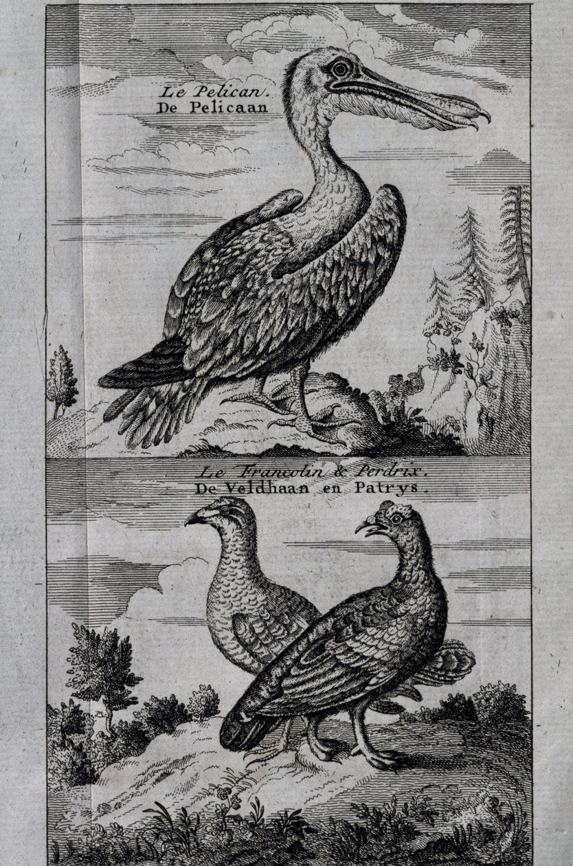 Pelikán, mogyorófajd és Partridge, metszet a Hudson-öbölbe tett Voyage-ból alkotó: Henry Ellis