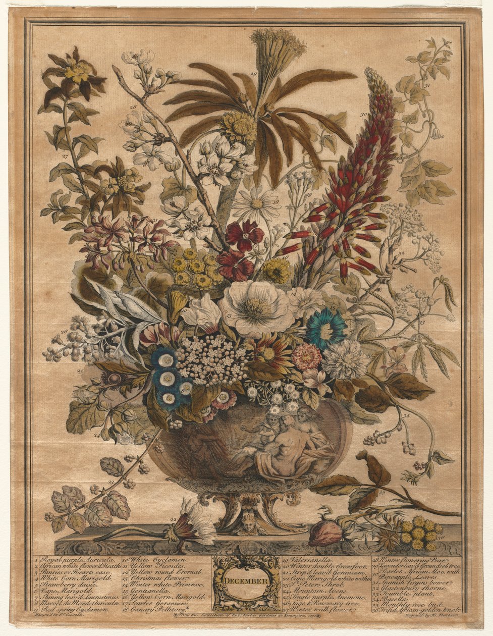 A virágok tizenkét hónapja: 1730. december. alkotó: Henry Fletcher