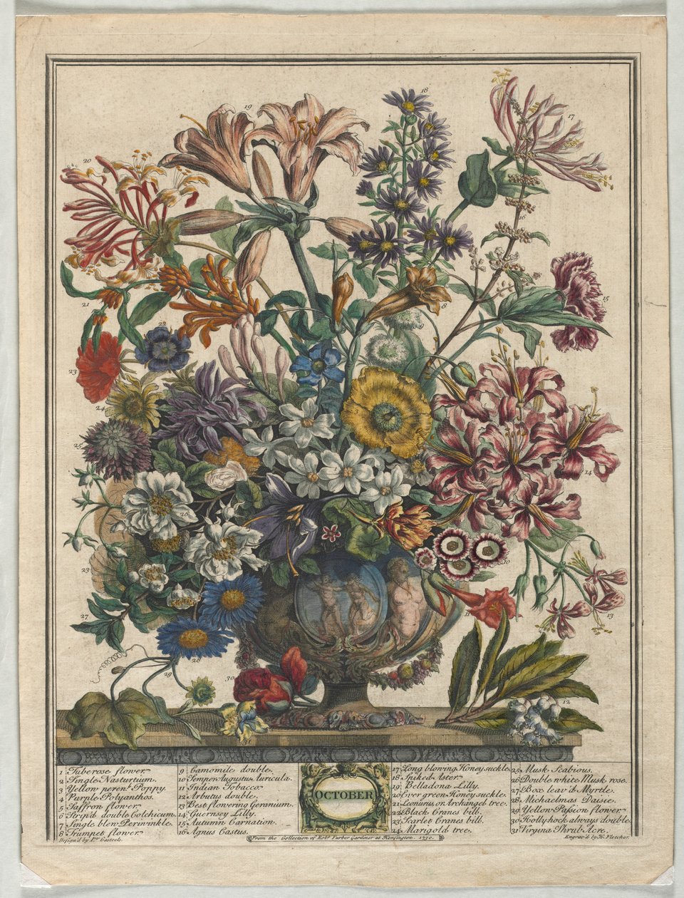 A virágok tizenkét hónapja: 1730. október. alkotó: Henry Fletcher