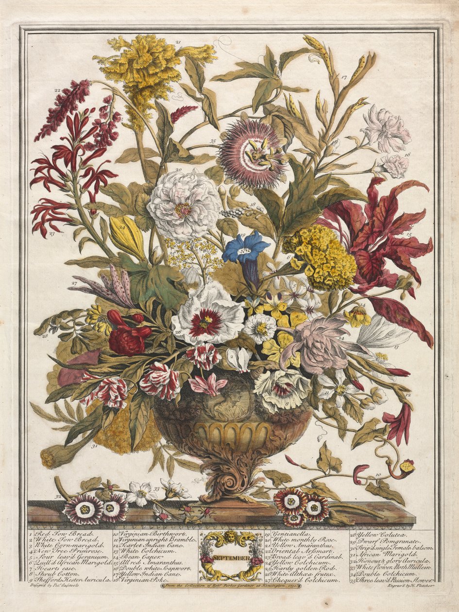 A virágok tizenkét hónapja: 1730. szeptember. alkotó: Henry Fletcher