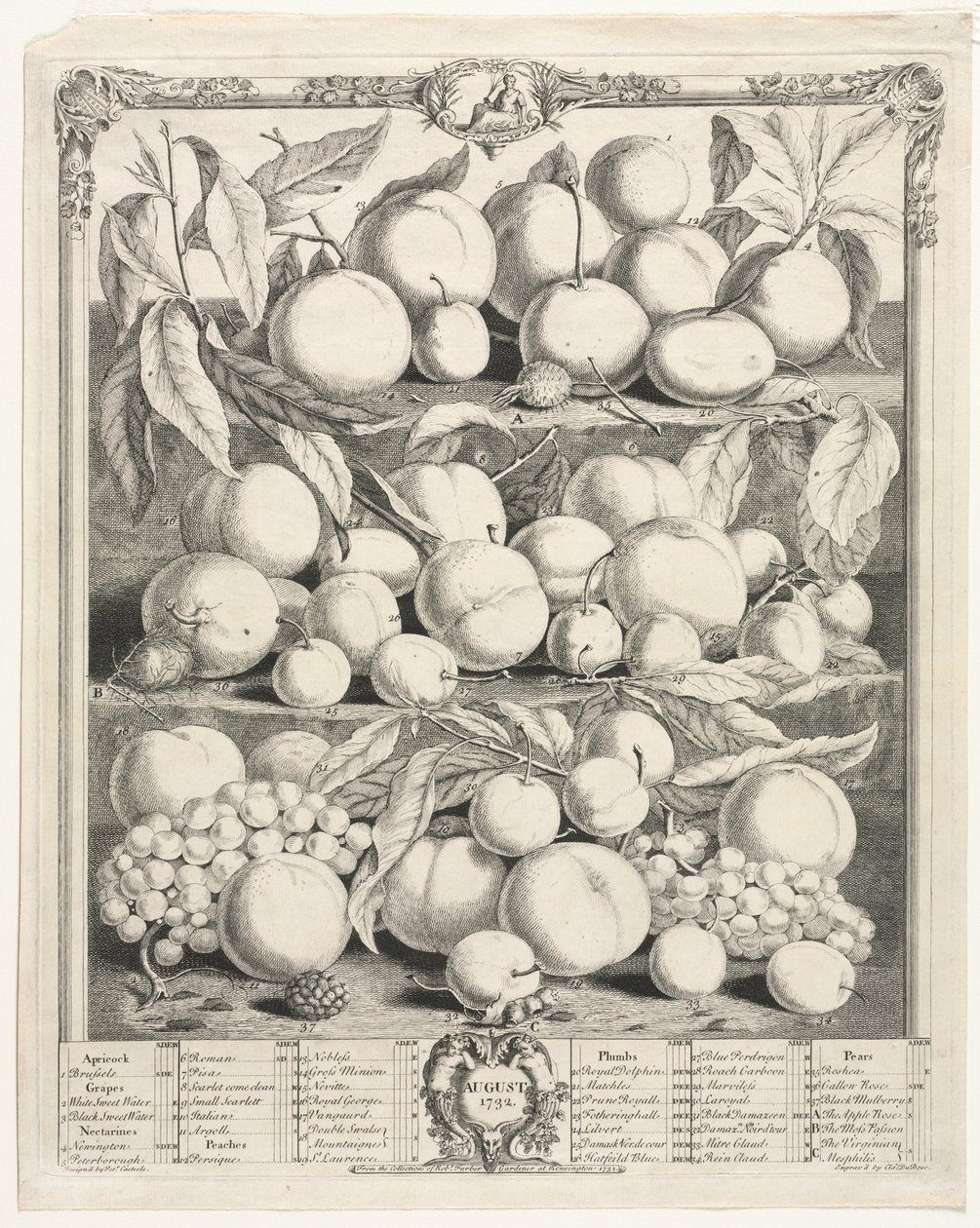 Tizenkét hónapos gyümölcs: augusztus alkotó: Henry Fletcher