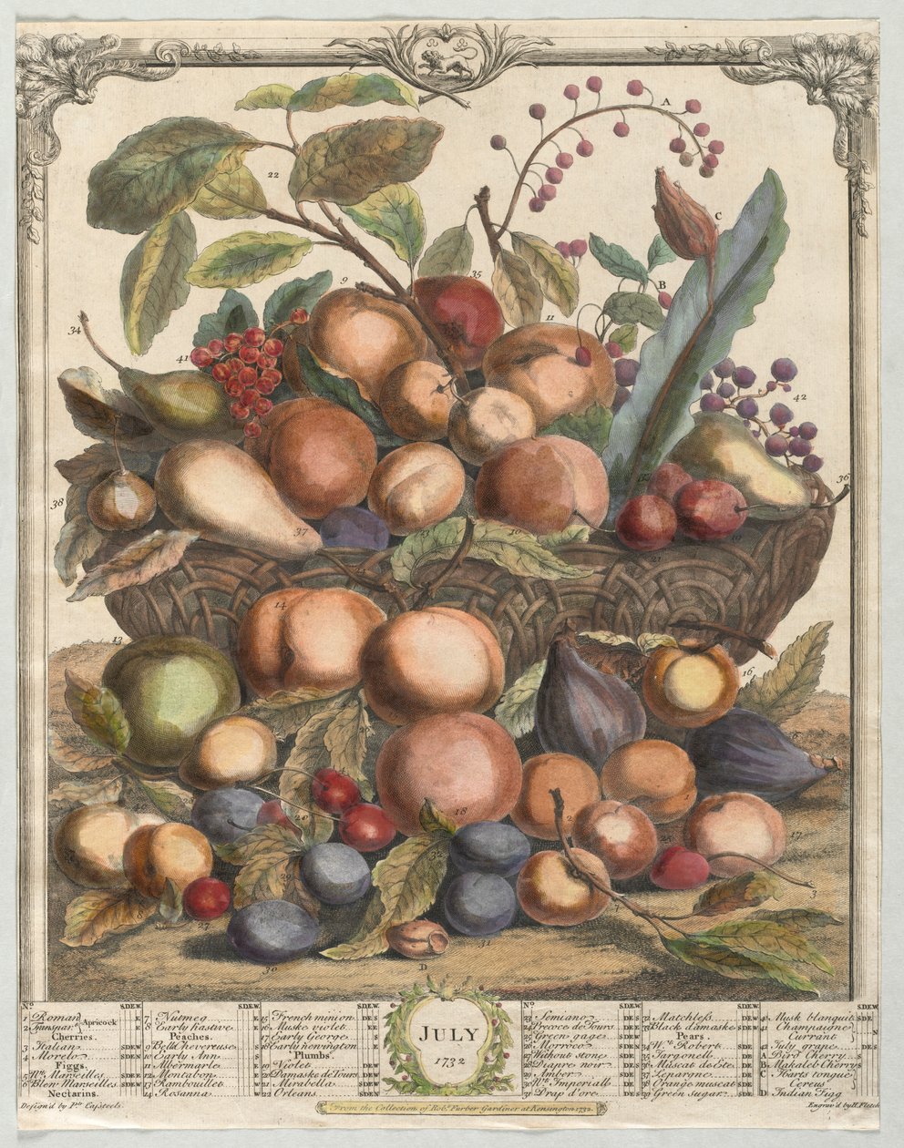 Tizenkét hónapos gyümölcs: 1732. július. alkotó: Henry Fletcher