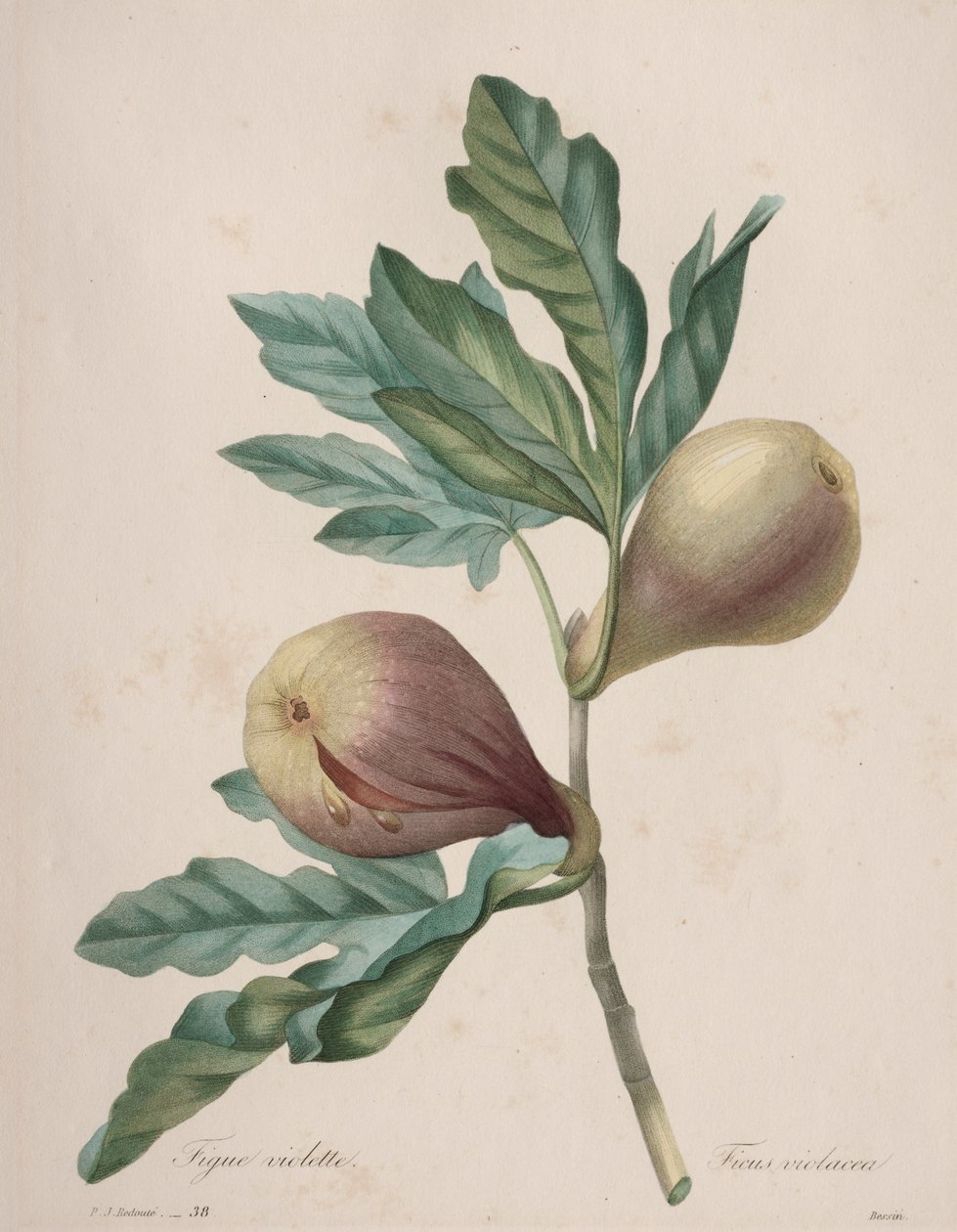 A legszebb virágok választéka...a legszebb gyümölcsök: Violet Fig alkotó: Henry Joseph Redouté