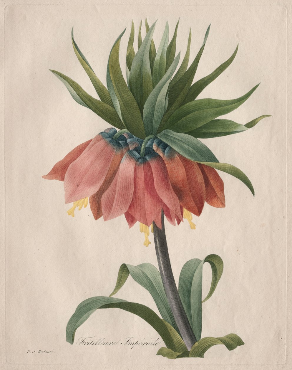 Crown Imperial Fritillary alkotó: Henry Joseph Redouté