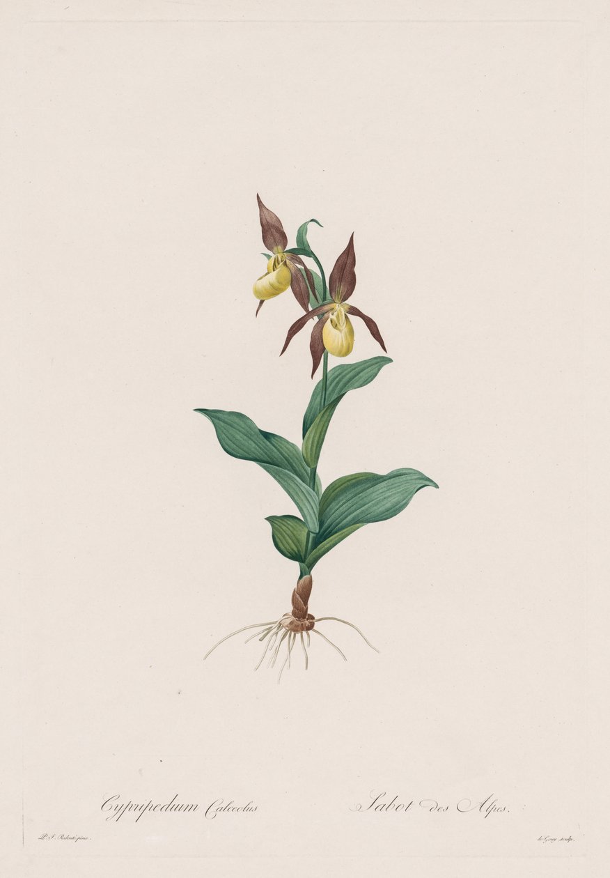 Les Liliacées: Cypripedium calceolus alkotó: Henry Joseph Redouté