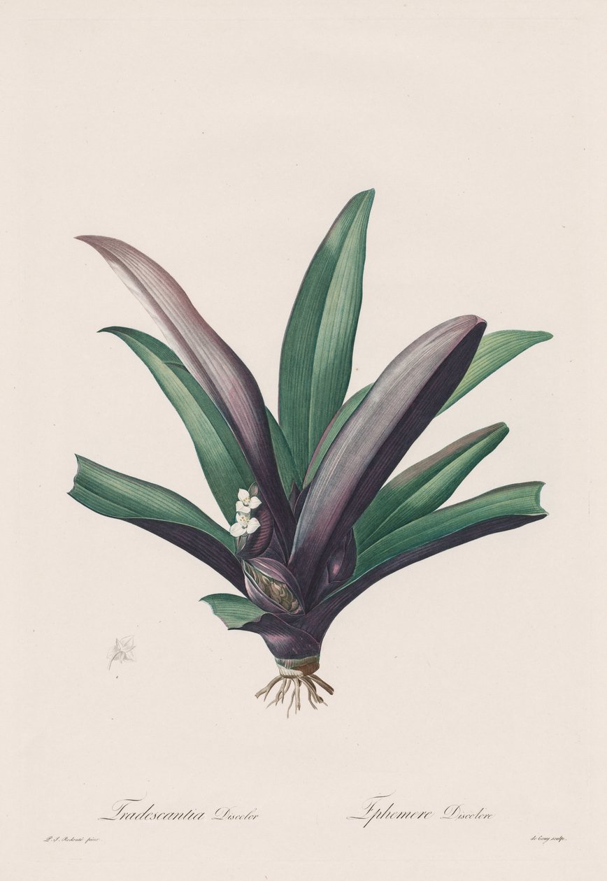 Les Liliacées: Tradescantia discolor alkotó: Henry Joseph Redouté