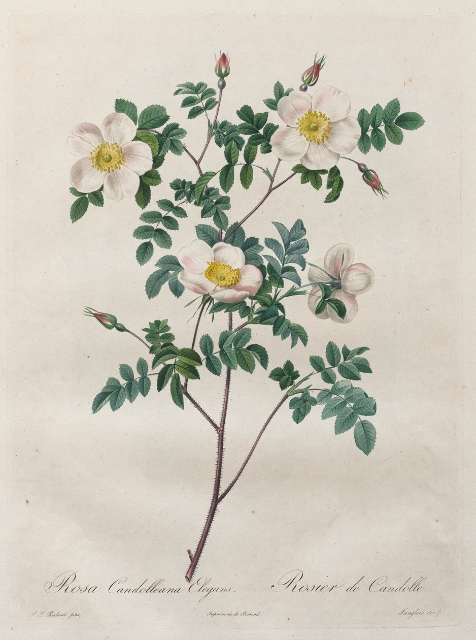 Les Roses: Rosa Candolleana Elegans alkotó: Henry Joseph Redouté