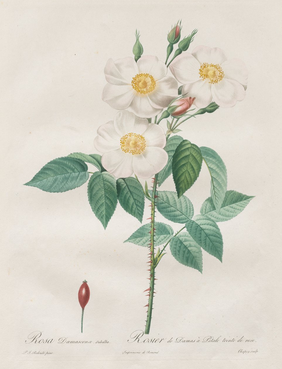 A rózsák: Rosa Damascena, subalba alkotó: Henry Joseph Redouté
