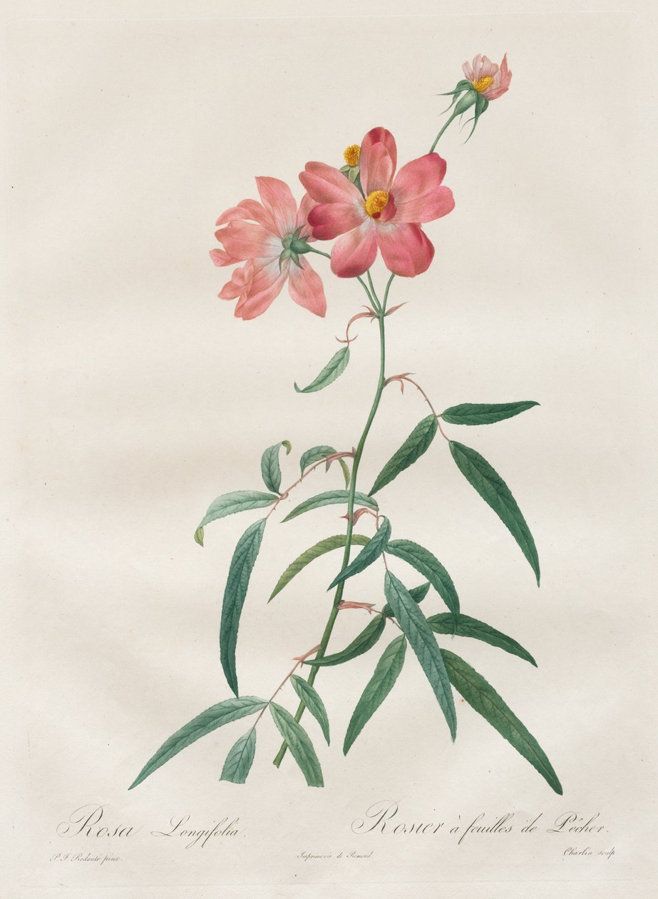 A rózsák: Rosa Longifolia alkotó: Henry Joseph Redouté