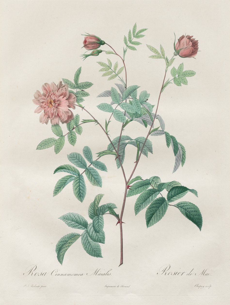 Les Roses: Fahéj rózsaszín alkotó: Henry Joseph Redouté