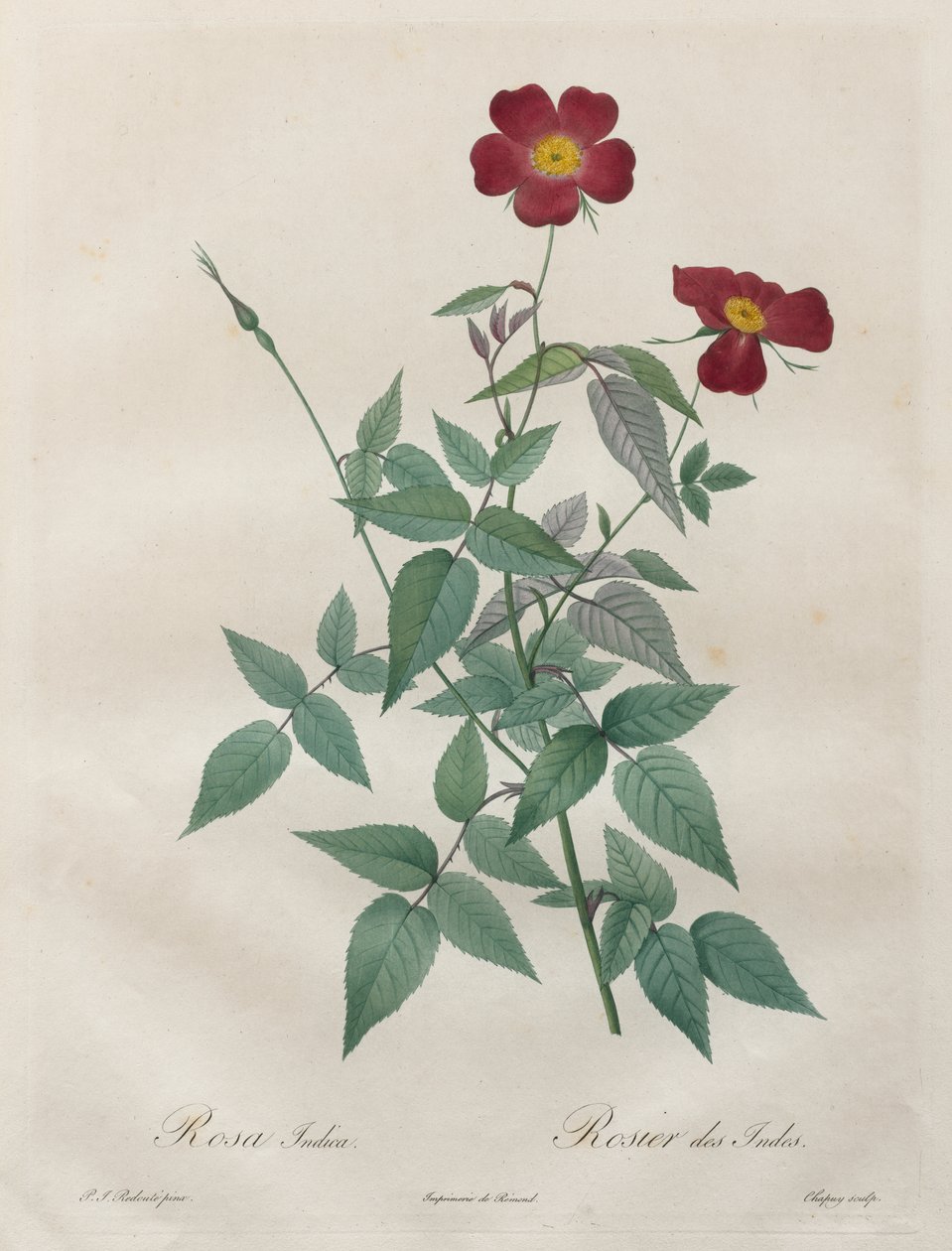 A rózsák: Rosa indica alkotó: Henry Joseph Redouté
