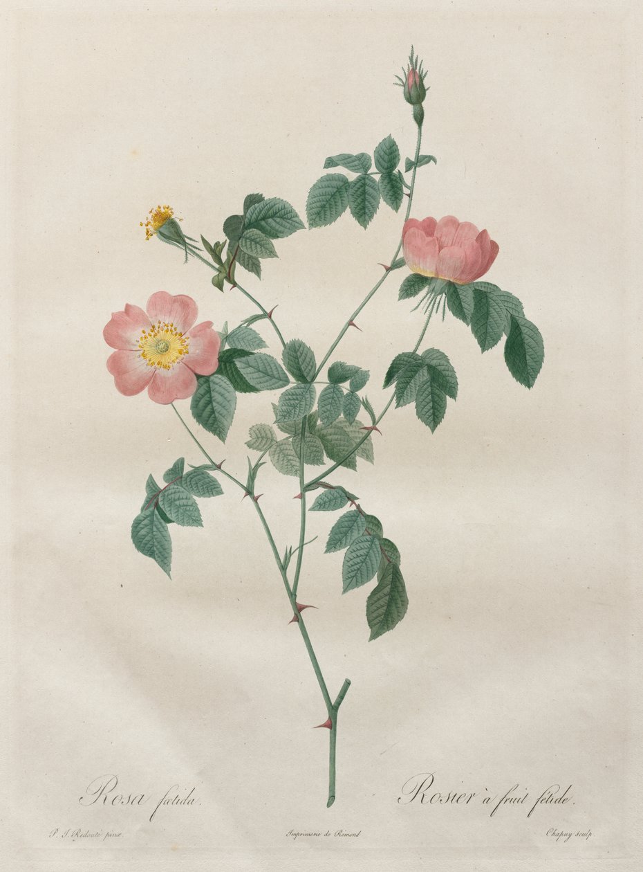 A rózsák: Rosa indica alkotó: Henry Joseph Redouté