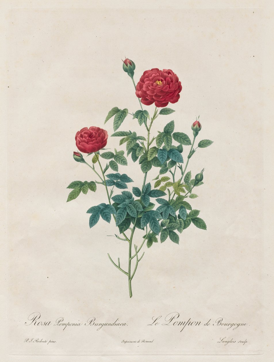 Pompon Pink alkotó: Henry Joseph Redouté